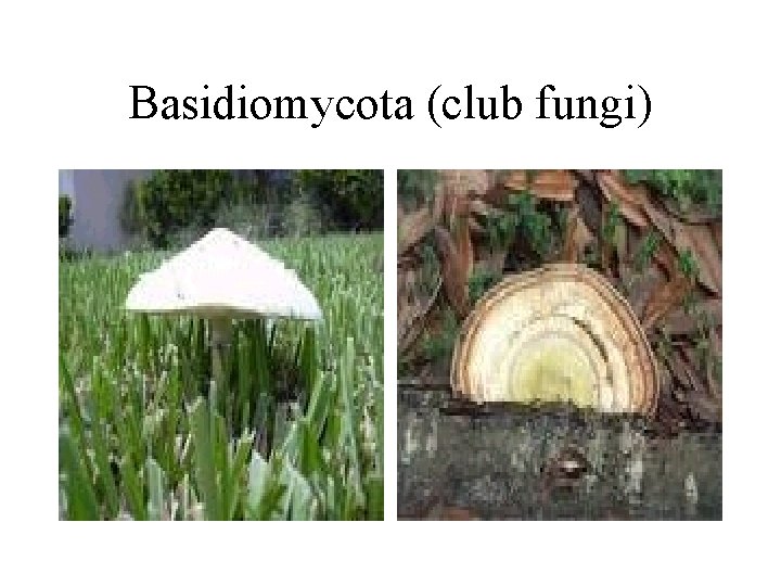 Basidiomycota (club fungi) 