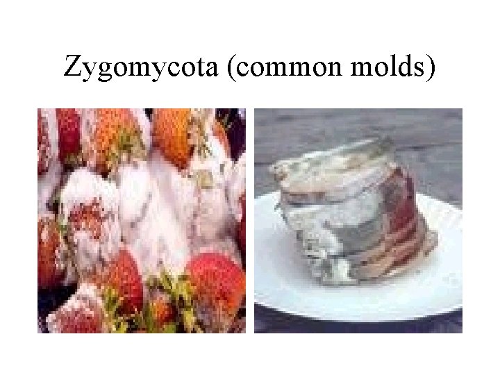 Zygomycota (common molds) 