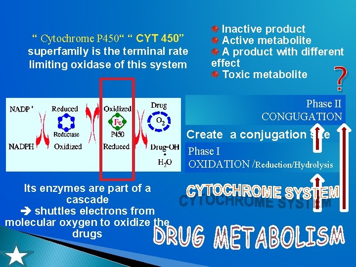 “ Cytochrome P 450“ “ CYT 450” superfamily is the terminal rate limiting oxidase