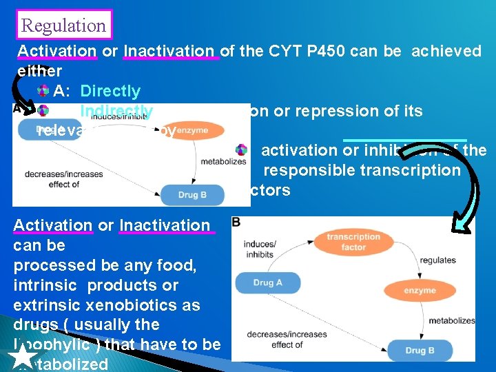 Regulation Activation or Inactivation of the CYT P 450 can be achieved either A: