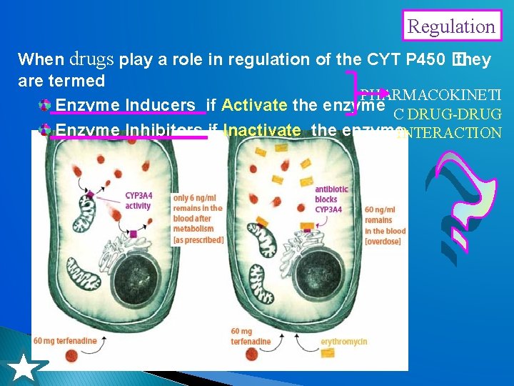 Regulation When drugs play a role in regulation of the CYT P 450 �