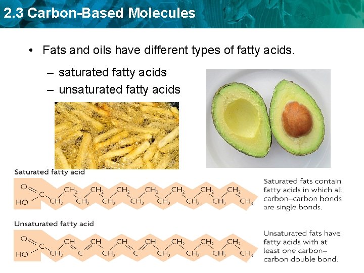 2. 3 Carbon-Based Molecules • Fats and oils have different types of fatty acids.