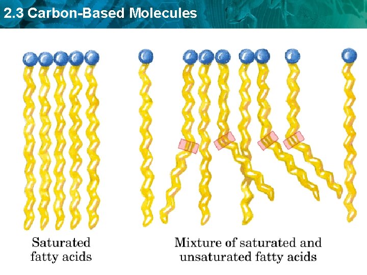 2. 3 Carbon-Based Molecules 
