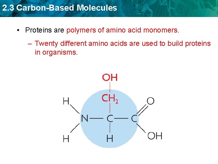 2. 3 Carbon-Based Molecules • Proteins are polymers of amino acid monomers. – Twenty