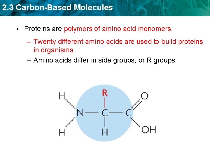 2. 3 Carbon-Based Molecules • Proteins are polymers of amino acid monomers. – Twenty