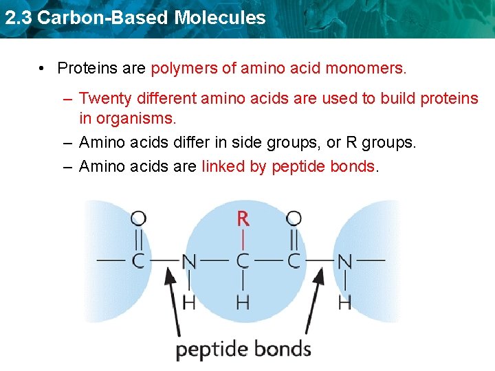 2. 3 Carbon-Based Molecules • Proteins are polymers of amino acid monomers. – Twenty