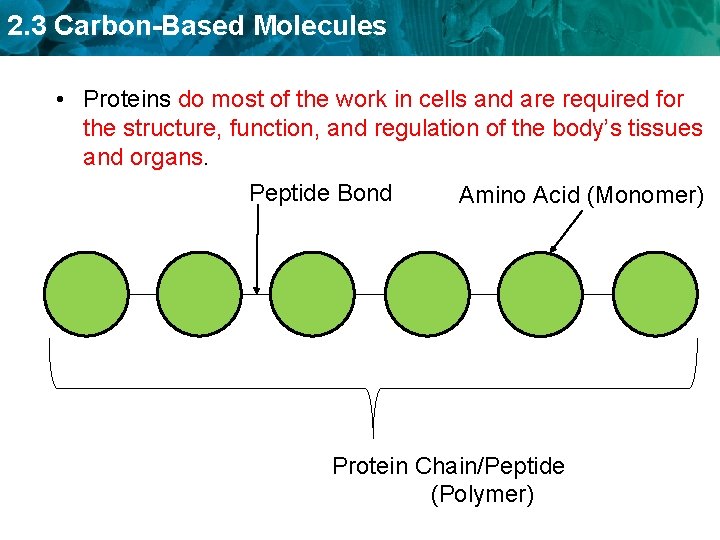 2. 3 Carbon-Based Molecules • Proteins do most of the work in cells and