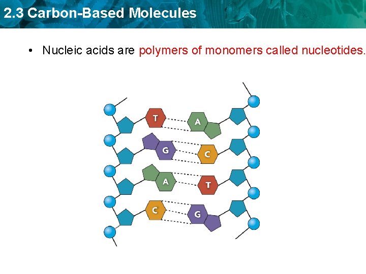 2. 3 Carbon-Based Molecules • Nucleic acids are polymers of monomers called nucleotides. 