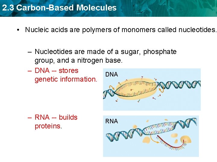 2. 3 Carbon-Based Molecules • Nucleic acids are polymers of monomers called nucleotides. –