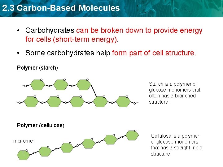 2. 3 Carbon-Based Molecules • Carbohydrates can be broken down to provide energy for