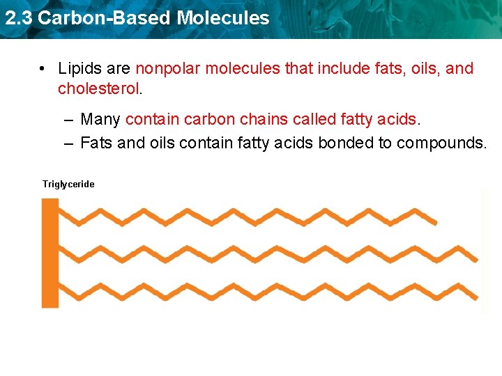 2. 3 Carbon-Based Molecules • Lipids are nonpolar molecules that include fats, oils, and