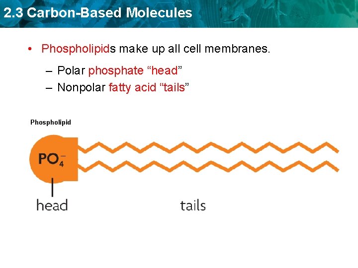2. 3 Carbon-Based Molecules • Phospholipids make up all cell membranes. – Polar phosphate