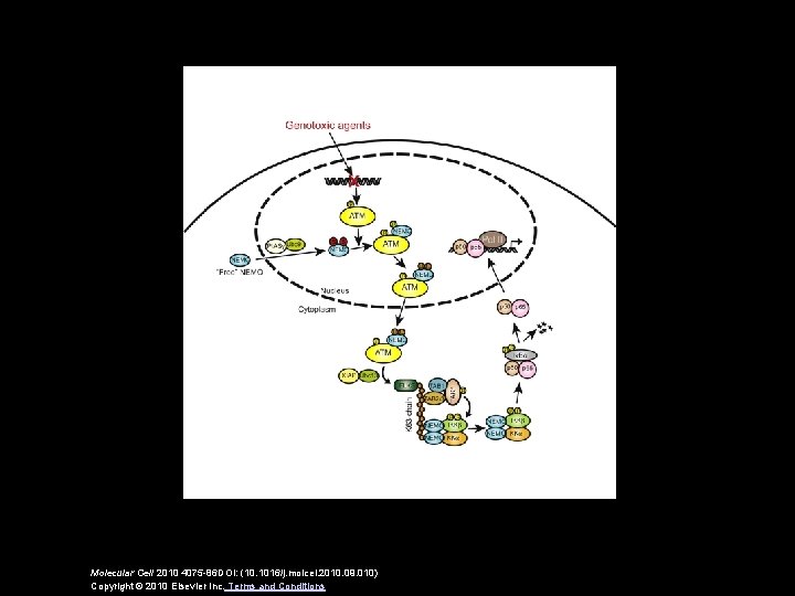 Molecular Cell 2010 4075 -86 DOI: (10. 1016/j. molcel. 2010. 09. 010) Copyright ©