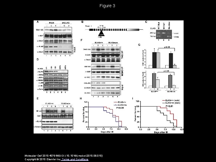 Figure 3 Molecular Cell 2010 4075 -86 DOI: (10. 1016/j. molcel. 2010. 09. 010)