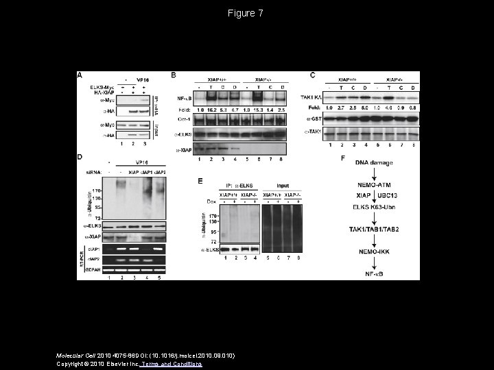 Figure 7 Molecular Cell 2010 4075 -86 DOI: (10. 1016/j. molcel. 2010. 09. 010)