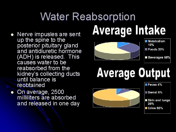 Water Reabsorption l l Nerve impusles are sent up the spine to the posterior