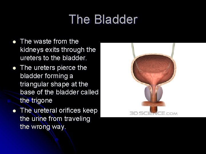 The Bladder l l l The waste from the kidneys exits through the ureters