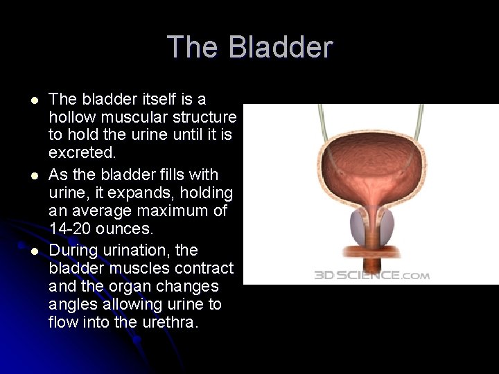 The Bladder l l l The bladder itself is a hollow muscular structure to