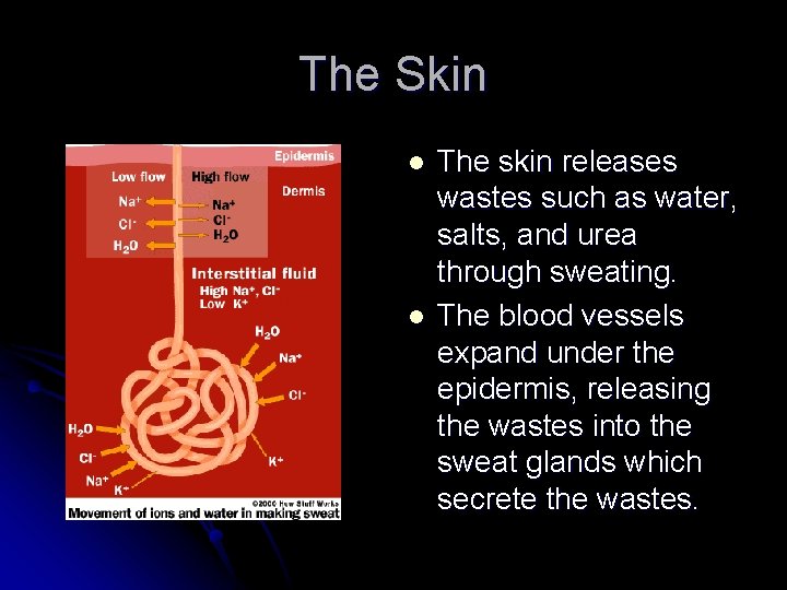 The Skin l l The skin releases wastes such as water, salts, and urea