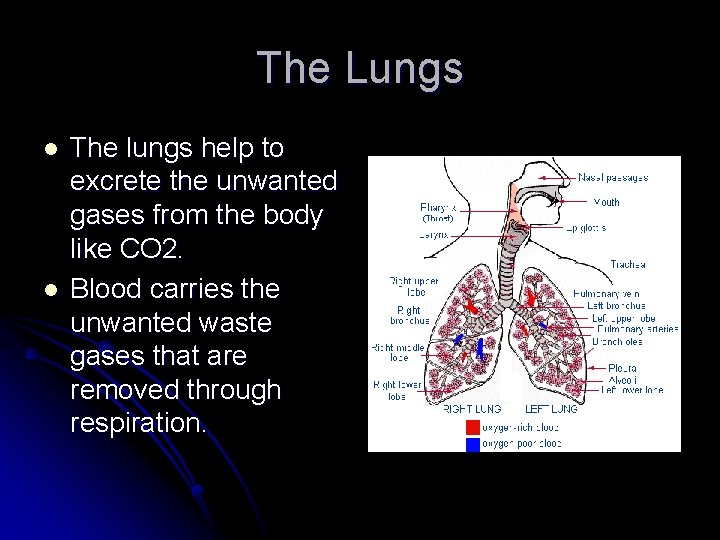 The Lungs l l The lungs help to excrete the unwanted gases from the