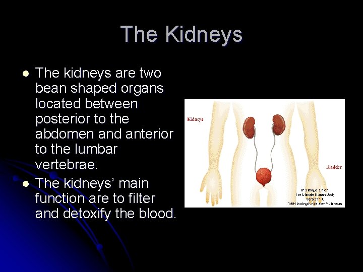 The Kidneys l l The kidneys are two bean shaped organs located between posterior