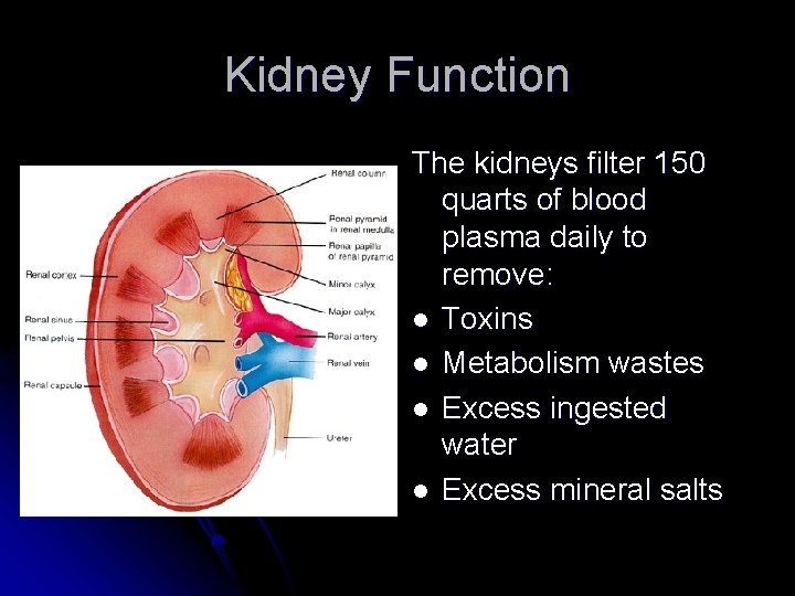 Kidney Function The kidneys filter 150 quarts of blood plasma daily to remove: l