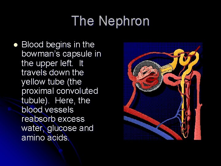 The Nephron l Blood begins in the bowman’s capsule in the upper left. It