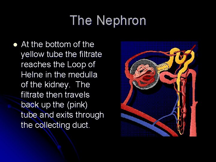 The Nephron l At the bottom of the yellow tube the filtrate reaches the