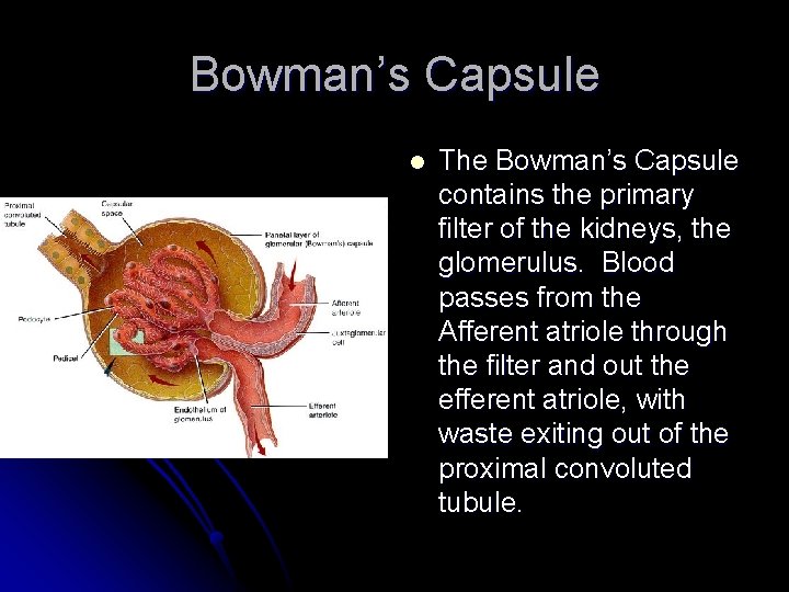 Bowman’s Capsule l The Bowman’s Capsule contains the primary filter of the kidneys, the