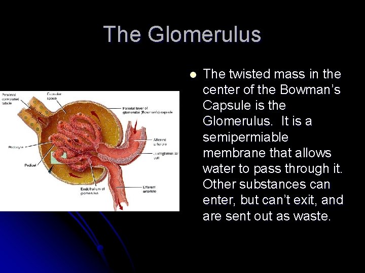 The Glomerulus l The twisted mass in the center of the Bowman’s Capsule is