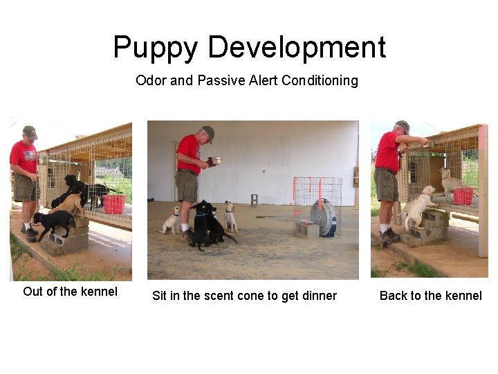 Puppy Development Odor and Passive Alert Conditioning Out of the kennel Sit in the