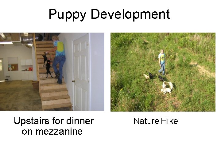 Puppy Development Upstairs for dinner on mezzanine Nature Hike 