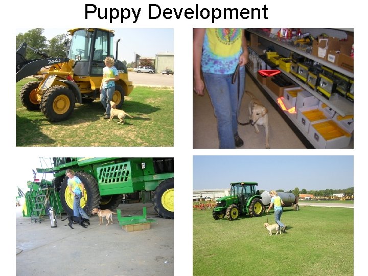 Puppy Development 