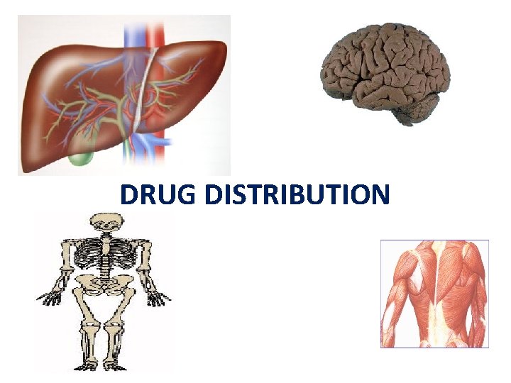 DRUG DISTRIBUTION 