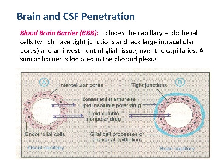 Brain and CSF Penetration Blood Brain Barrier (BBB): includes the capillary endothelial cells (which Brain and CSF Penetration Blood Brain Barrier (BBB): includes the capillary endothelial cells (which