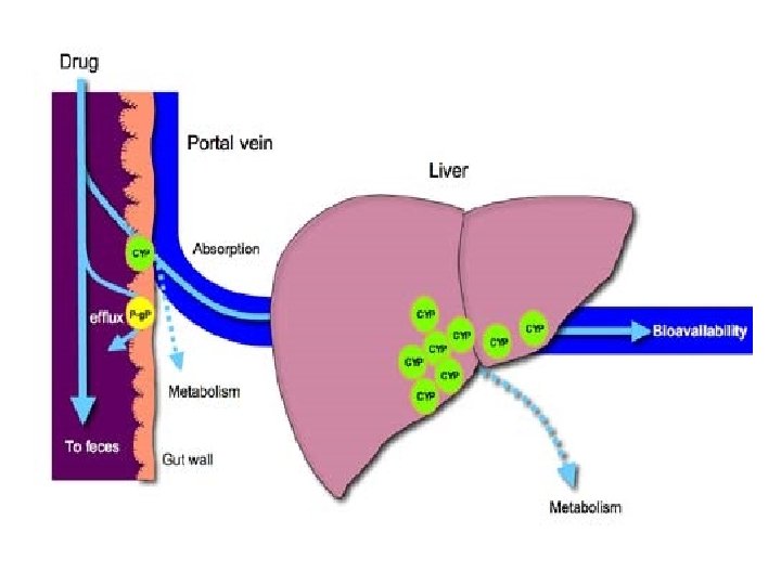 BIOAVAILABILITY 