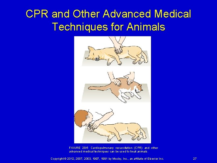 CPR and Other Advanced Medical Techniques for Animals FIGURE 28 -6  Cardiopulmonary resuscitation (CPR)