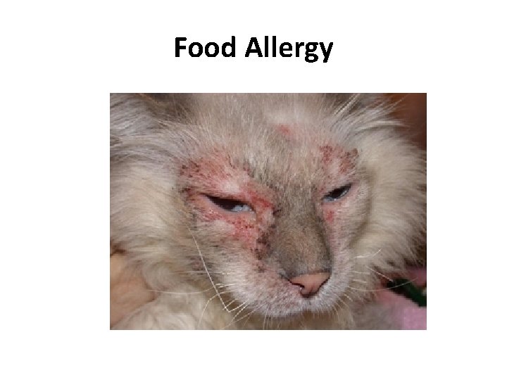 Food Allergy 