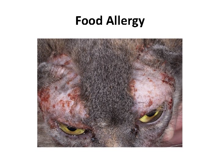 Food Allergy Food Allergy