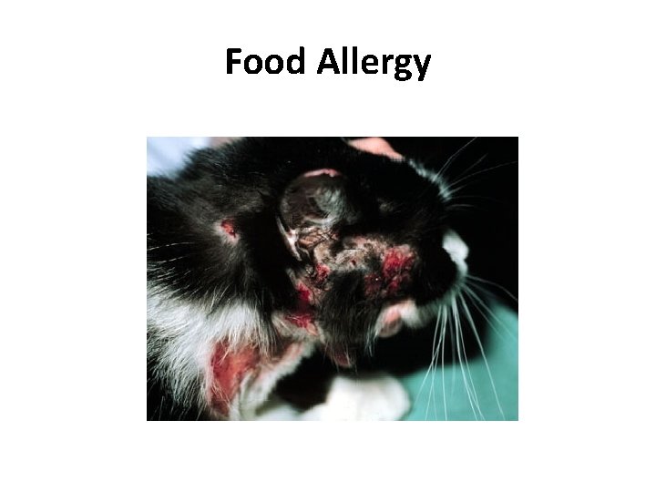 Food Allergy Food Allergy