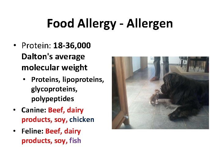 Food Allergy - Allergen • Protein: 18 -36, 000 Dalton's average molecular weight •