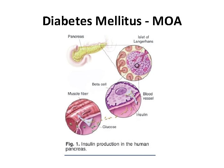 Diabetes Mellitus - MOA Diabetes Mellitus - MOA