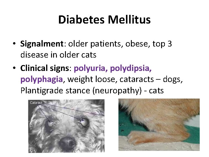 Diabetes Mellitus • Signalment: older patients, obese, top 3 disease in older cats •