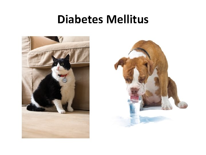 Diabetes Mellitus Diabetes Mellitus