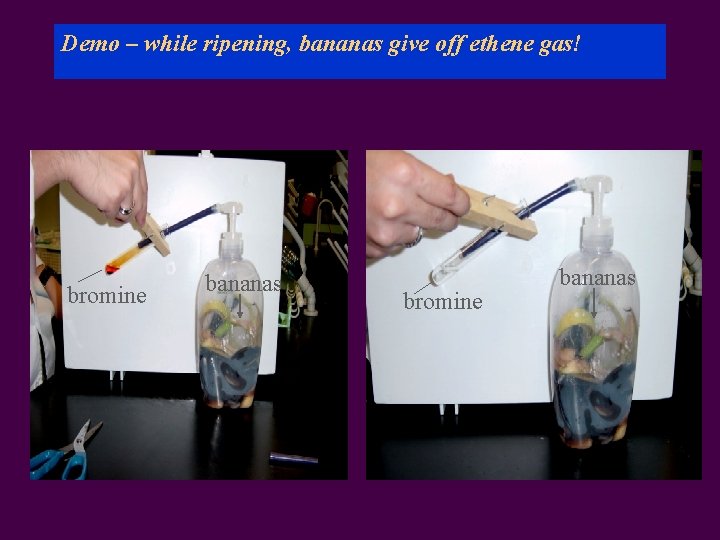 Demo – while ripening, bananas give off ethene gas! bromine bananas 