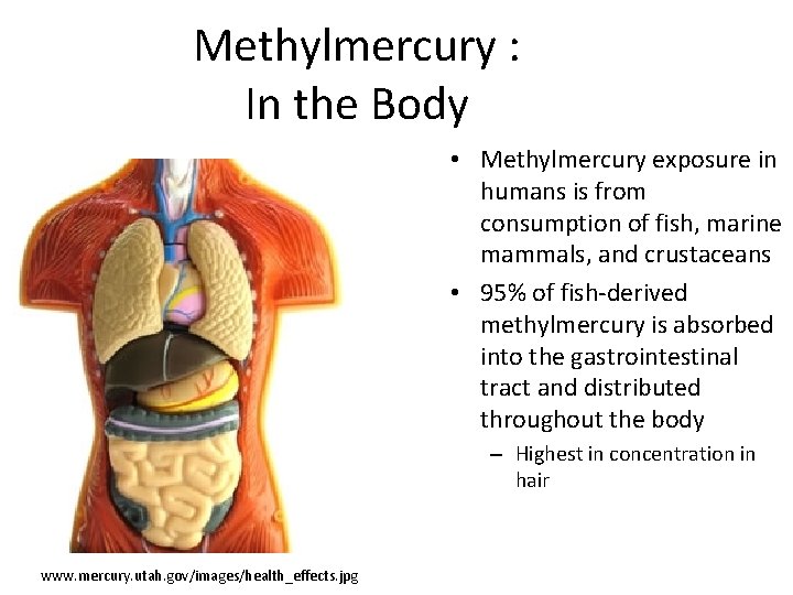 Methylmercury : In the Body • Methylmercury exposure in humans is from consumption of