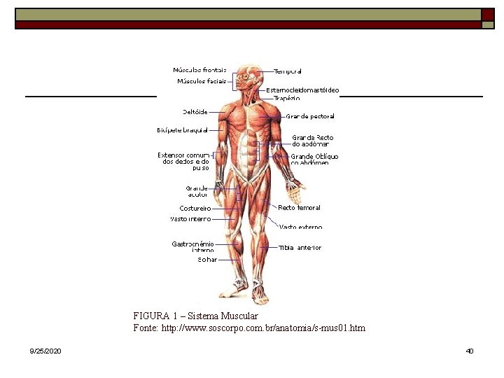 FIGURA 1 – Sistema Muscular Fonte: http: //www. soscorpo. com. br/anatomia/s-mus 01. htm 9/25/2020