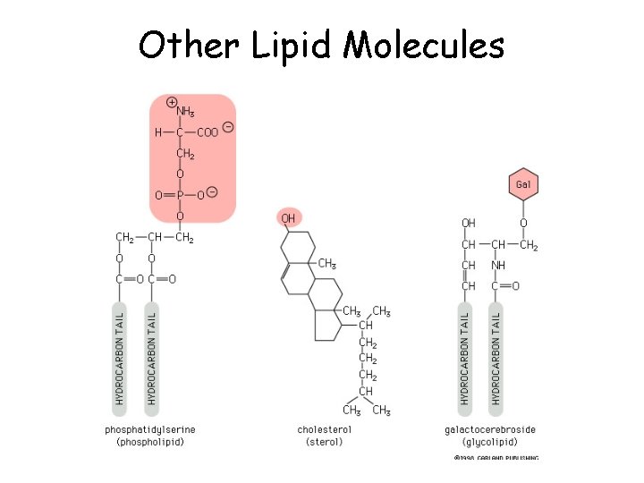 Other Lipid Molecules 