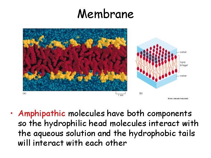 Membrane • Amphipathic molecules have both components so the hydrophilic head molecules interact with