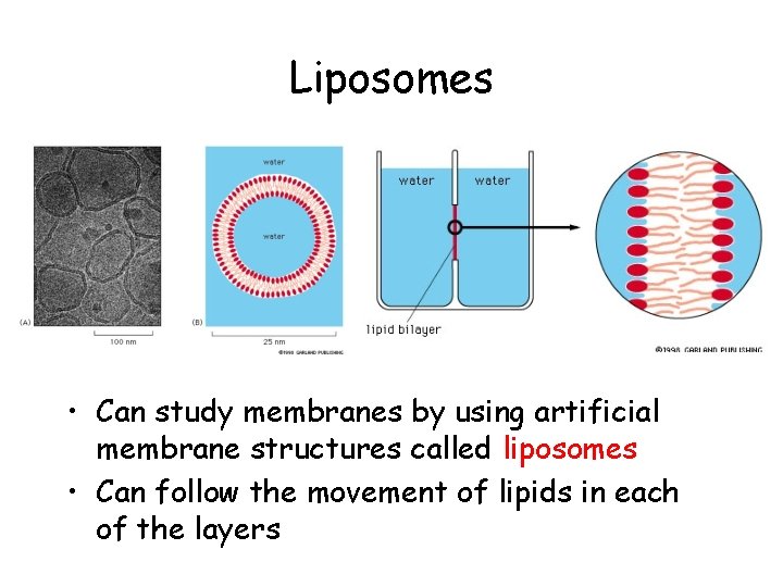 Liposomes • Can study membranes by using artificial membrane structures called liposomes • Can